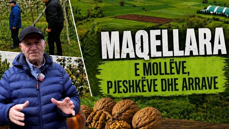 Emisioni i plotw 'Veri Jug'| Maqellara e mollëve, pjeshkëve dhe arrave