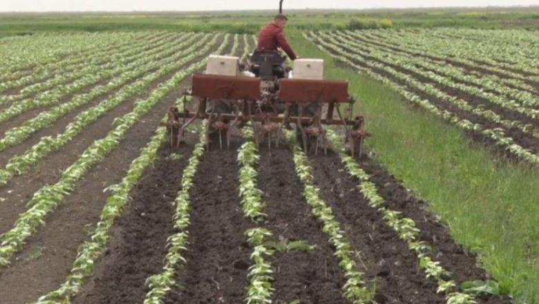 Grumbullues e agropërpunues nuk lëshojnë fatura për fermerët, Tatimet nisin kontrollet: Ndëshkim kush shkel ligjin!