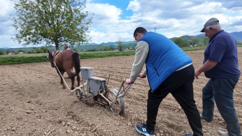 Shtrenjtimi i çmimit të naftës lë tokat djerrë në Bulqizë! Braktiset traktori, bujqit punojnë tokën me kuaj e parmendë