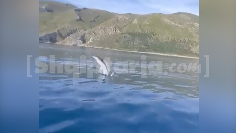 Vlorë/ Delfinët mahnisin turistët në Gjirin e Bristanit, shoqërojnë skafin turistik