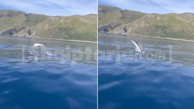 Vlorë/ Delfinët mahnisin turistët në Gjirin e Bristanit, shoqërojnë skafin turistik (VIDEO)