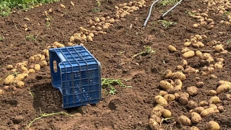 Divjaka del në tregje me pataten dhe qepën e hershme, fermerët: Na ‘mbyti’ informaliteti dhe plehrat e skaduara