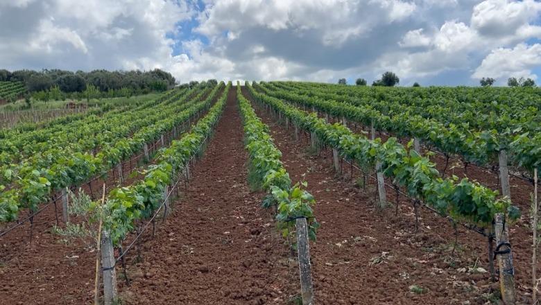 Fermerët e Kurjanit heqin dorë nga vreshtaria: Prodhonim 200 ton rrush në vit por nuk shitej, ra çmimi në 30 lek për kg