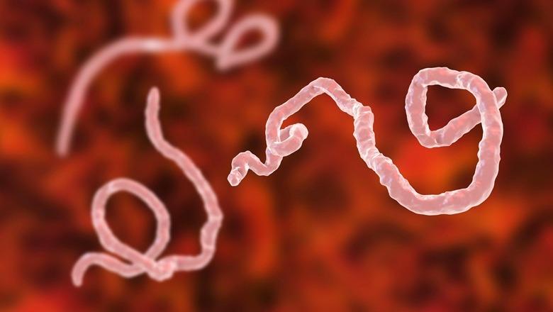 Përhapja e Ebolës në Kongo shqetëson OBSH, shpall emergjencë shëndetësore! Dy raste konfirmohen në Ugandë