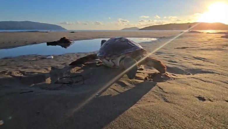 Vlorë/ Gjendet e ngordhur një breshkë deti gjigande në plazhin e Zvërnecit
