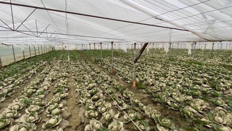 Përmbytjet ‘rrudhën’ prodhimin, bien eksportet e perimeve dhe frutave, në janar-prill eksportuam 5 mijë tonë më pak