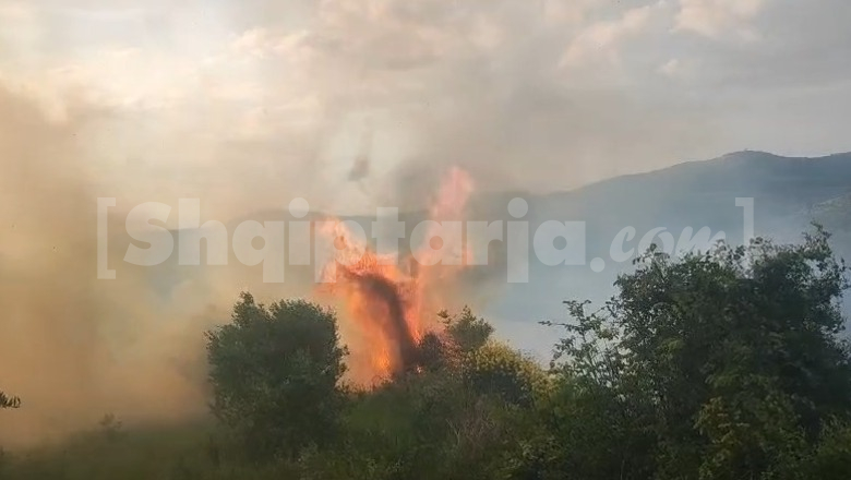 Po digjen edhe ullinjtë, zjarri në Hoshtimë të Vlorës favorizohet nga era e fortë 