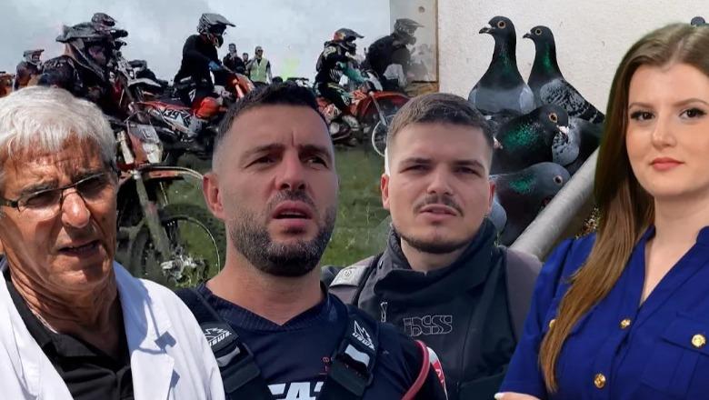 Një nga ne/ Bleu 7 mijë euro një pëllumb, Kujtim Beqja rrëfen pasionin e veçantë: Kam mbi 150 copë, do merrem sa të kem jetë!