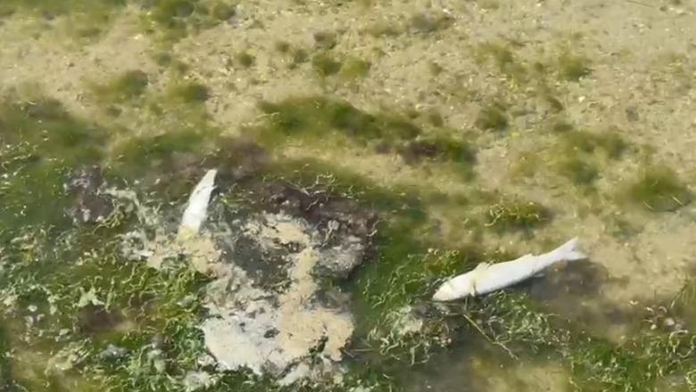 Vlorë/ Peshq të ngordhur në Lagunën e Nartës, dyshohet se janë helmuar