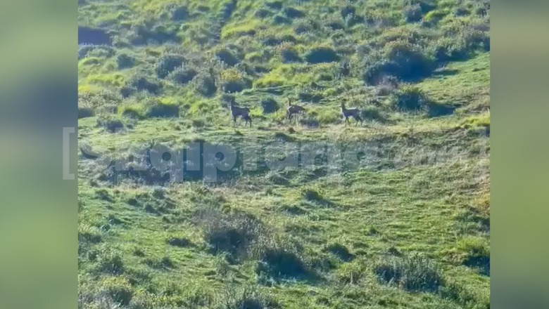 Pamje të rralla, sorkadhet zbresin në malin e Beunit