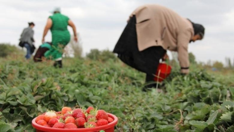 Skema Kombëtare  Për 4 ditë 11 mijë aplikime nga fermerët  mbyllen më 26 qershor