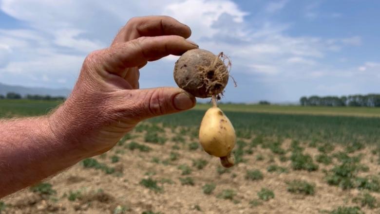 Dëme kolosale në Maliq nga farat e skaduara! Fermerët: 75% e patates s'ka mbirë fare dhe ajo që ka mbirë është e prishur