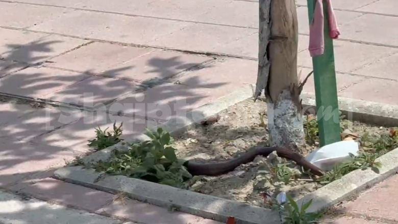 Gjarpër në qendër të Fierit, kalimtarët mbeten të habitur nga vizitori i pazakontë