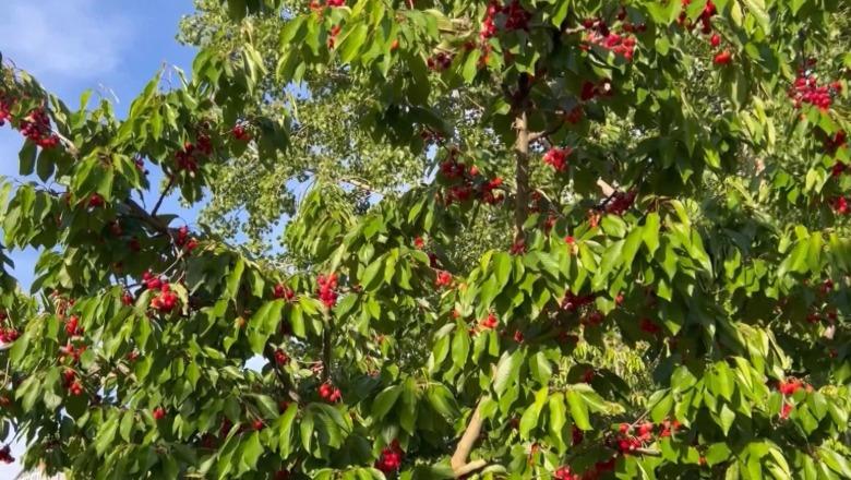 Qershia e Dvoranit pa treg e punëtorë, fermerët në vështirësi: Tregtarët e kërkojnë me 50 lek/kg, s'kemi leverdi