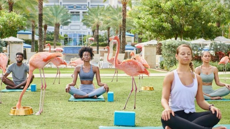 Rama sjell shembullin e Bahamasit në një tjetër reagim për Zvërnecin: Flamingot janë privilegj për turizmin