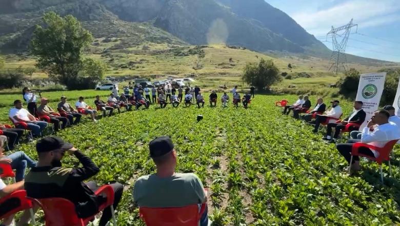 Bimët medicinale/ Eksporti ecën mirë por fermerët fitojnë pak! Gjoka: rënia e euros na dëmton shumë, s’ka as subvencione të mjaftueshme