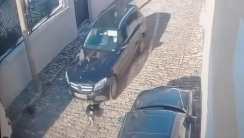 Korçë/ Shtypi me dashje qenin në rrugë, shpallet në kërkim shoferi i automjetit