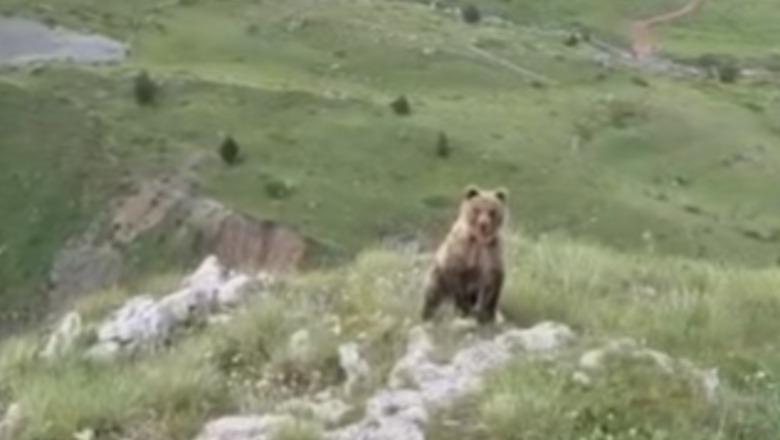 Takim i pazakontë në malin e Korabit, arusha shfaqet vetëm pak metra larg alpinistit dibran