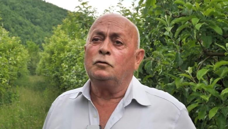 Një nga ne/ Moti dëmton qershitë, agronomi nga Gjorica i shqetësuar: Po dalim me humbje, tregu i pasigurt!