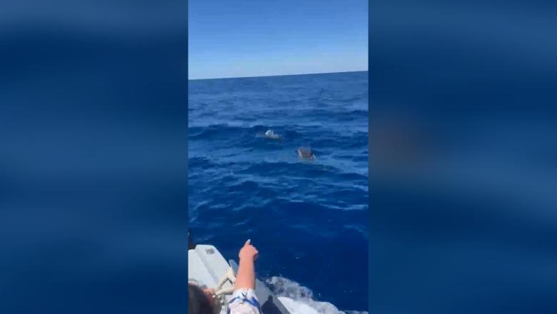 Vlorë/ Pamje mahnitëse, delfinët i dhurojnë spektakël turistëve në Karaburun