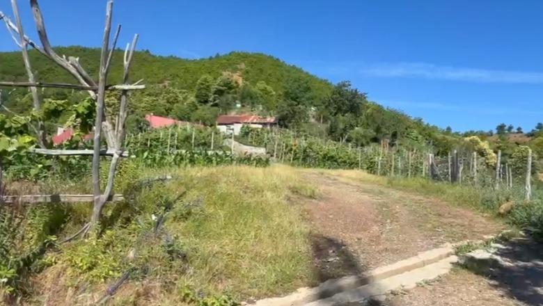 Dhunohen bashkëshortët në Fushë-Arrëz, dyshohet se u sulmuan pasi sinjalizuan policinë për parcelat me drogë