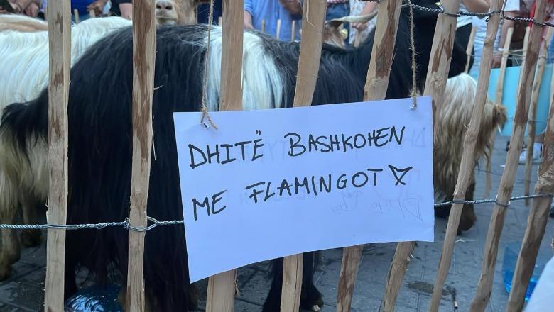 Dita e 18-të e protestës kundër investimeve në Zvërnec, dhitë ‘marrin’ stafetën e pankartave