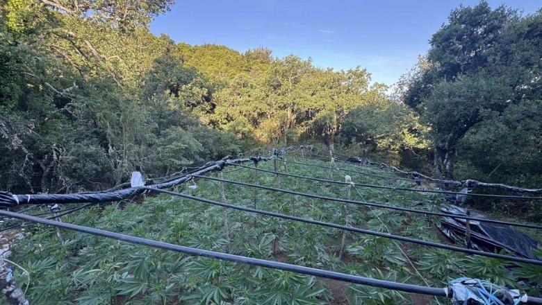 Shkatërrohet plantacioni i drogës me vlerë gjysmë milioni euro në Greqi, në tendën e rojeve gjenden lekë shqiptare