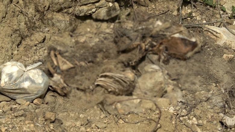 Dhjetëra krerë bagëti të ngordhura hidhen në përrua në Këlcyrë, banorët denoncojnë ndotjen mjedisore