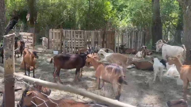 Bagëtitë e ngordhura në përroin e Psarit, Shërbimi Veterinar i Gjirokastrës për Report Tv: Janë sulmuar nga ujqërit, mbetjet u groposën