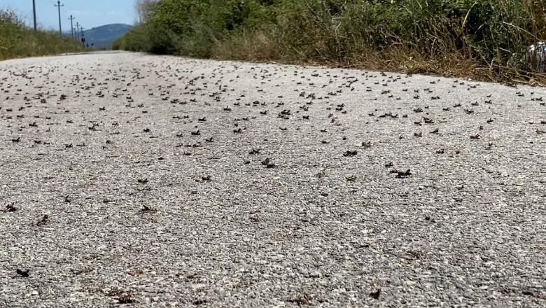 Lushnjë/ Karkalecat dëmtojnë 600 hektarë tokë në Tërbuf, fermeri: Preparatet janë të shtrenjta, askush nga shteti nuk është interesuar