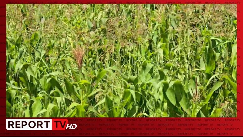 Roskovec/ Kanalet jashtë funksionit, 20 mijë hektarë në Zharrëz dhe Luar prej vitesh pa vaditje