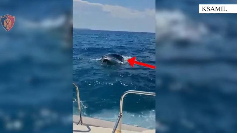 Ksamil/ Iu  fundos skafi dhe rrezikuan të mbyteshin në det, Policia Kufitare shpëton dy turistë ukrainas