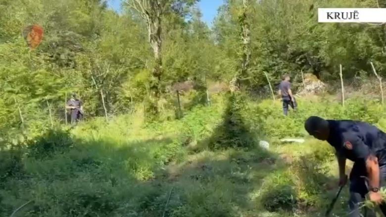 Operacion antidrogë në Krujë, zbulohen parcelat me kanabis! Bimët asgjësohen përmes djegies, kontrolle e nëpër ambiente të mbyllura