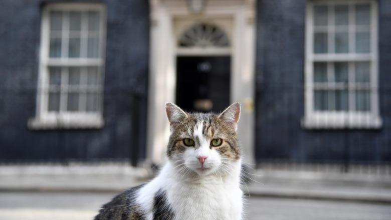 Kryeministrat vijnë e ikin, por jo Larry! Macja e Downing Street që u ka mbijetuar trazirave