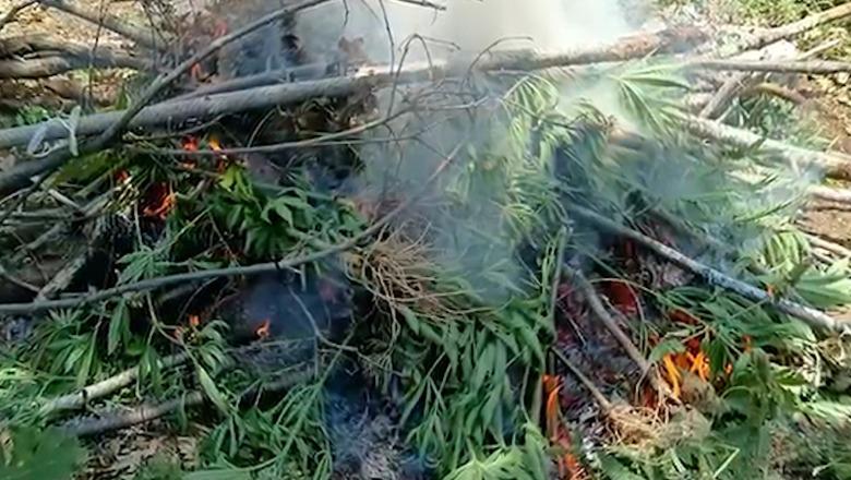 Kishin mbjellë 308 bimë kanabisi, pranga vëllait e motrës në Vaun e Dejës! Nën hetim kryeplaku i fshatit dhe roja i pyjeve (EMRAT)