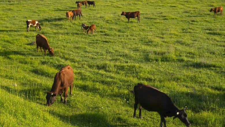 Blegtoria në krizë, numri i bagëtive bie në 2.1 milionë! Prodhimi i qumështit reduktohet në nivelin më të ulët të 10 viteve 