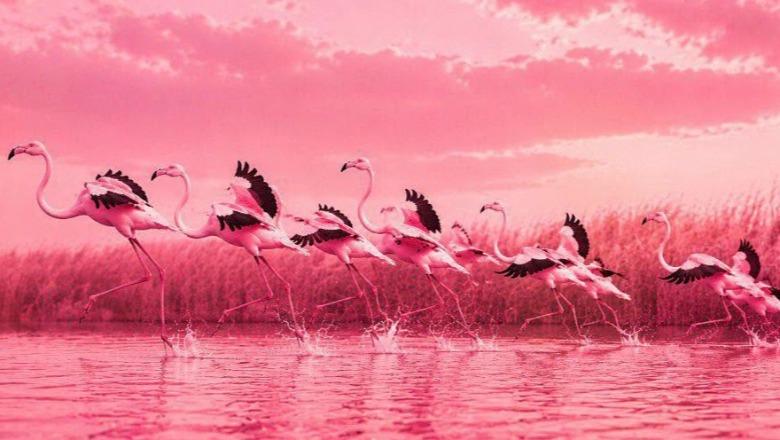 Kryeministri Rama ndryshon fotografinë e profilit dhe të kopertinës në Facebook, vendos pamje të flamingove, simbol i protestave 25 ditore në Tiranë