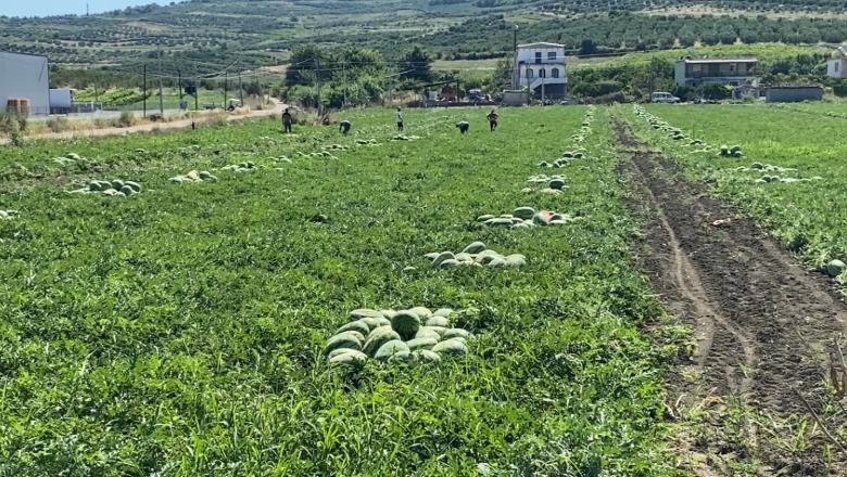 Mbiprodhimi, shalqini i Divjakës mbetet në fushë! Fermerët nuk shesin dot prodhimin e tyre