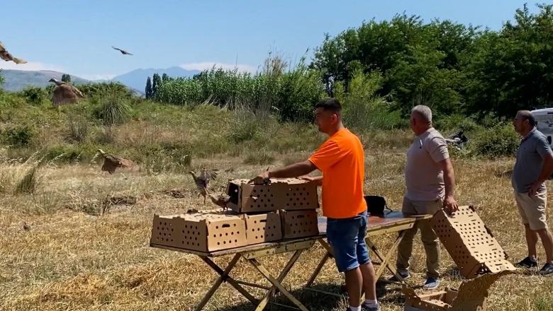 'Gjuetia e paligjshme na shkatërroi', Shoqata e Gjuetarëve në Vau Dejës hedh 100 krerë rasat për fllanxën e fushës