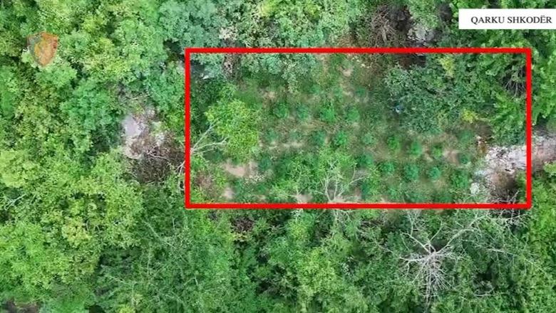 Operacion anti-drogë në Shkodër, asgjësohen 2098 bimë narkotike kanabis! Arrestohen 2 persona, nisin hetimet për kryeplakun e fshatit Vukël