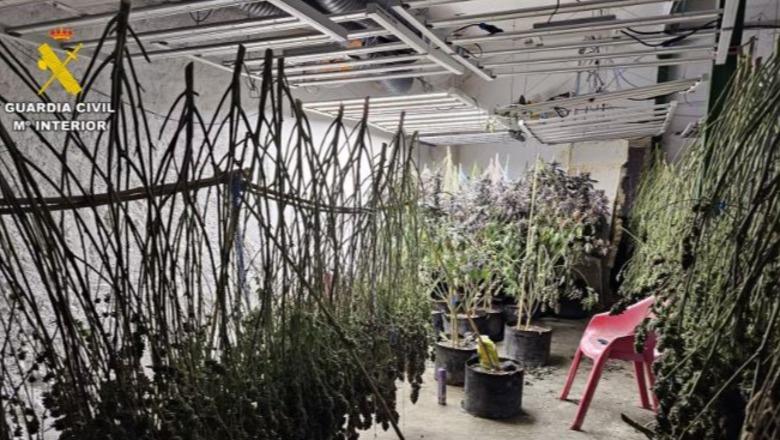 Plantacion i sofistikuar kanabisi në Spanjë, policia sekuestron 221 bimë narkotike, 6 shqiptarë në pranga