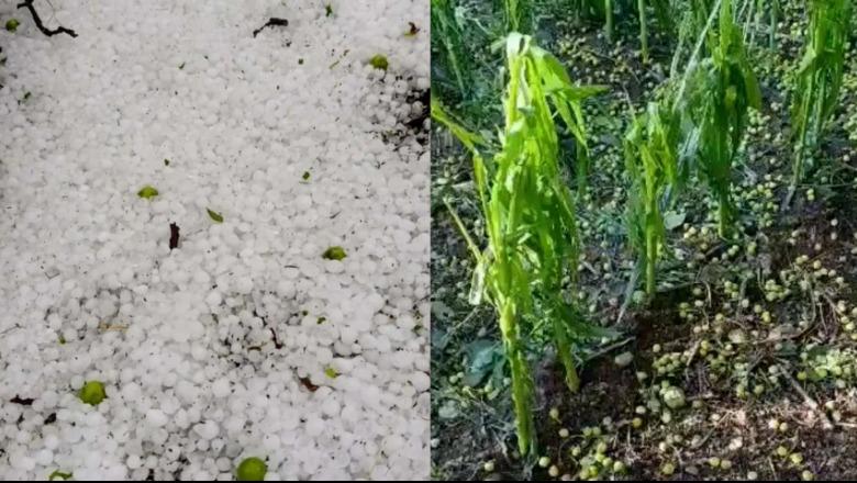 Elbasan/ Breshëri ‘godet’ Gjinarin, dëme në pemët frutore dhe kulturat bujqësore
