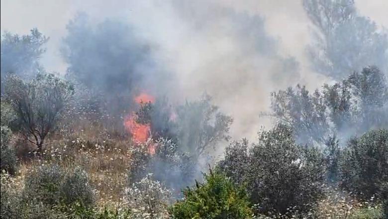 Sipërfaqja me ullishte përfshihet nga flakët në Drizë të Fierit! Terreni vështirëson ndërhyrjen e zjarrfikësve