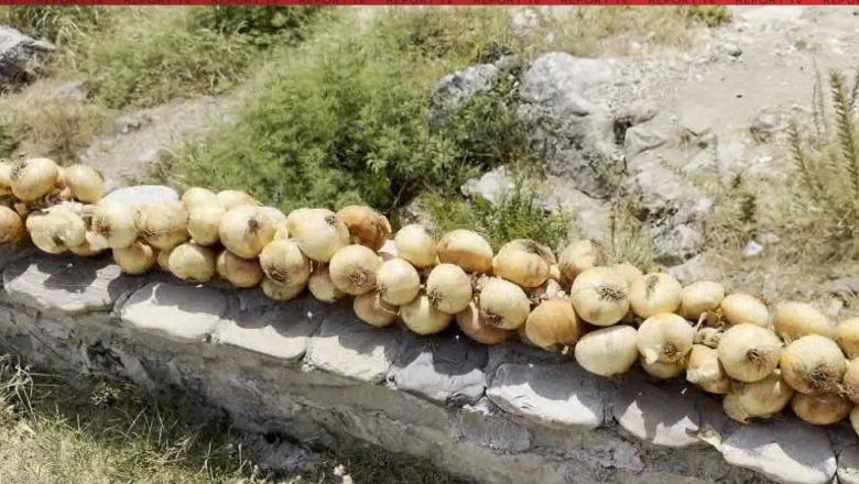 Shkodër/ Fermeri nga Postriba ‘thur’ vargun 110 metra të gjatë me qepë, e vendos në urën e Mesit (VIDEO)