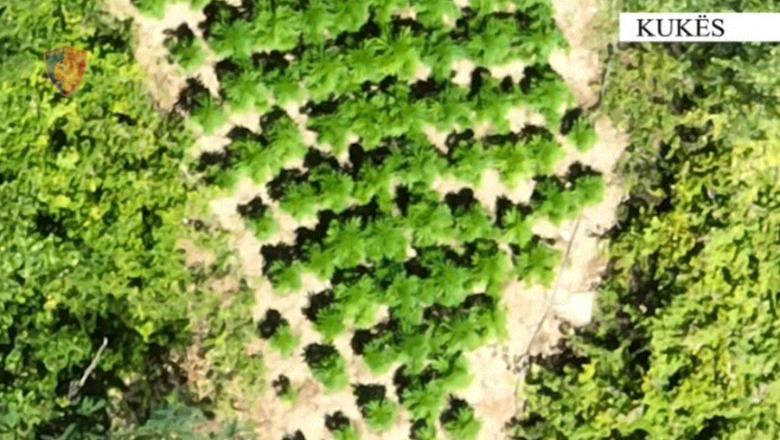 Kukës/ Zbulohet parcelë me kanabis, në kërkim babë e bir, procedohen bashkëshortja dhe kryeplaku i fshatit