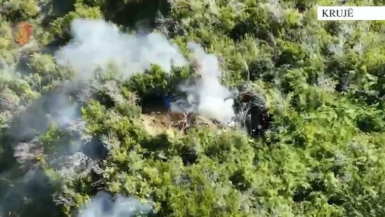 Kultivonin kanabis, pranga 31-vjeçarit në Krujë, në kërkim bashkëpunëtori! Asgjësohen 42 bimë