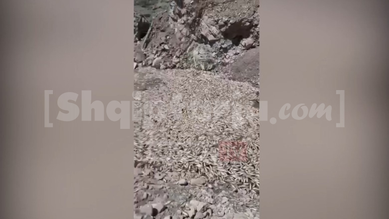 VIDEOLAJM/ Qindra peshq të ngordhur në në rezervuarin e Gjinikas në Maliq