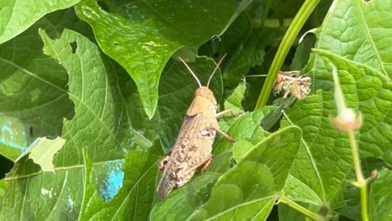 Karkalecat shkatërrojnë prodhimet bujqësore në Kolonjë, fermerët kërkojnë sperkatje me pesticide nga Drejtoria e Bujqësisë