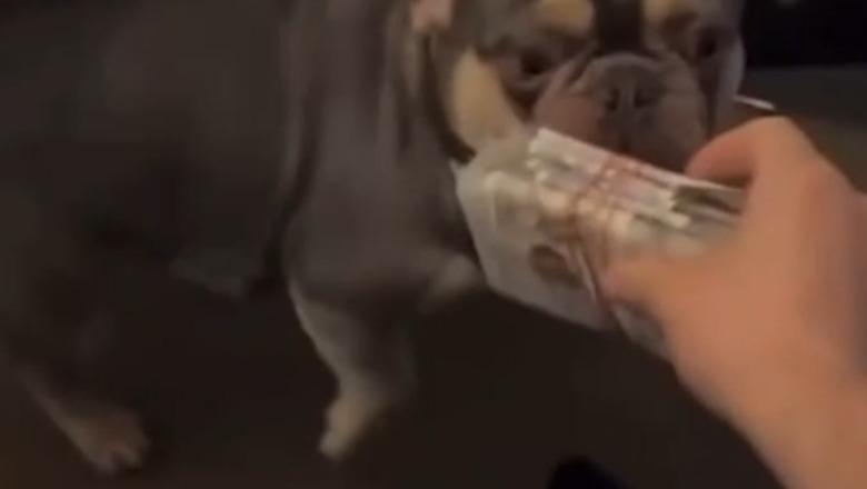 Sfidon qeverinë britanike për deportimin, shqiptari Dorian Puka vijon të reklamojë jetën e ‘shfrenuar’! VIDEO duke ‘ushqyer’ qentë me kartëmonedha paund