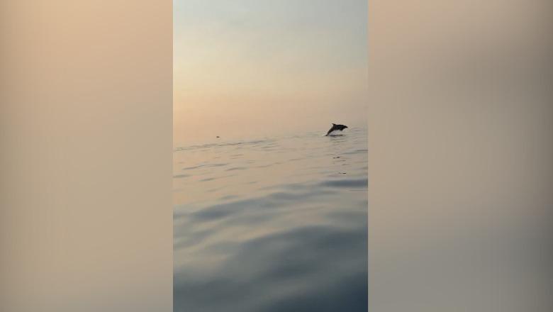 Pamje mahnitëse, delfinët i dhurojnë spektakël turistëve në Gjirin e Vlorës